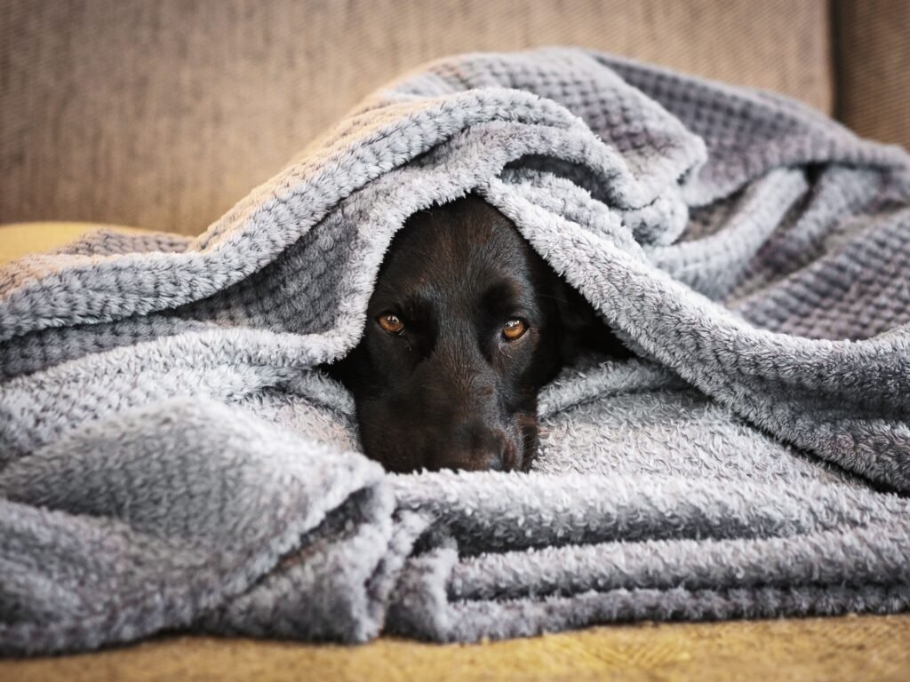 Cachorro embaixo de edredom