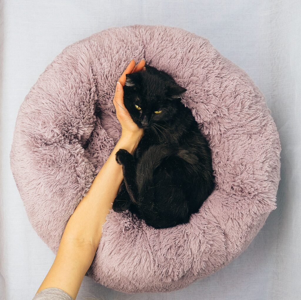 Gato sendo acariciado em caminha pet